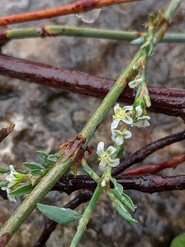 Polygonum argyrocoleon (Silversheath knotweed) — photo