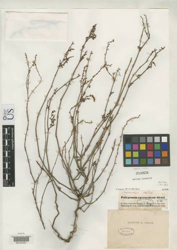 Polygonum argyrocoleon (Silversheath knotweed) — photo