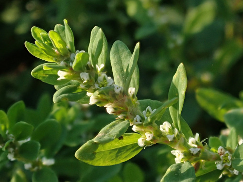 Polygonum aviculare (Knot Grass) — photo