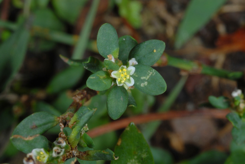 Polygonum aviculare (Knot Grass) — photo