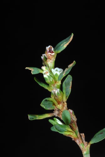 Polygonum aviculare