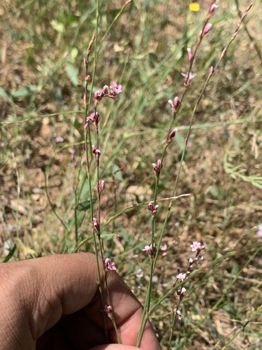 Polygonum bellardii — photo