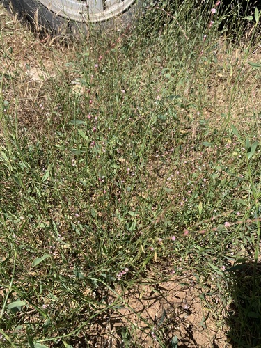 Polygonum bellardii — photo