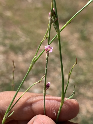 Polygonum bellardii