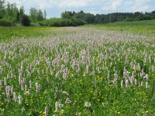 Polygonum bistorta