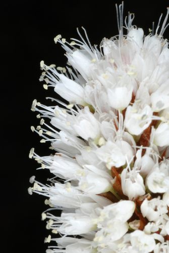 Polygonum bistortoides (American bistort) — photo