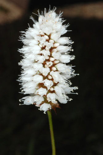 Polygonum bistortoides (American bistort) — photo