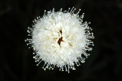 Polygonum bistortoides