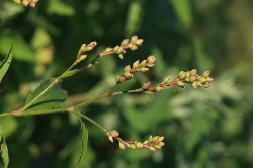 Polygonum bungeanum (Prickly Smartweed) — photo