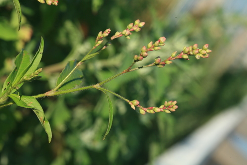 Polygonum bungeanum
