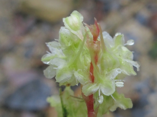 Polygonum ciliinerve — photo