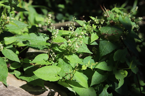 Polygonum ciliinerve — photo