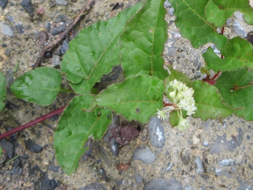 Polygonum ciliinerve
