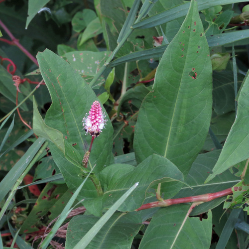 Polygonum coccineum (Water smartweed) — photo