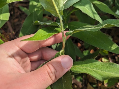 Polygonum coccineum