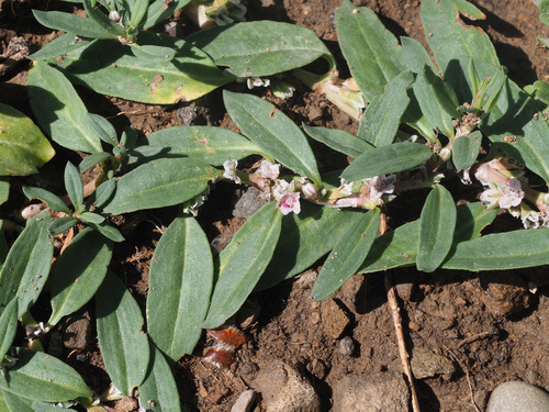 Polygonum cognatum (Madmak) — photo