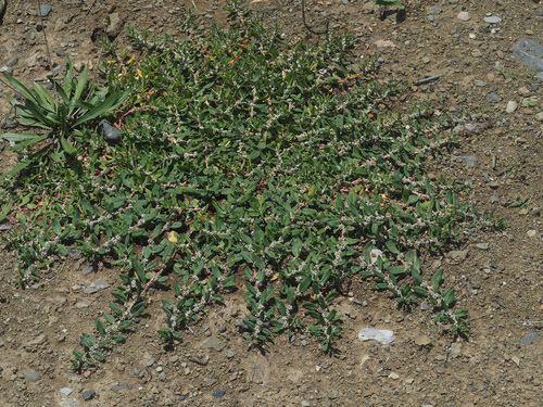 Polygonum cognatum (Madmak) — photo
