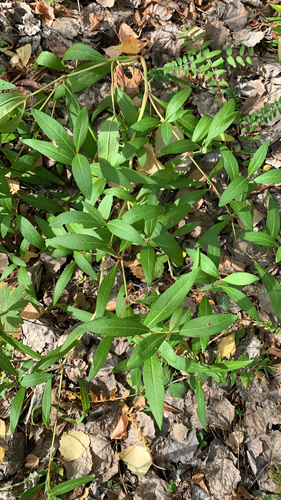 Polygonum divaricatum (Ximeldeg) — photo
