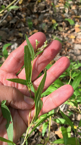 Polygonum divaricatum (Ximeldeg) — photo