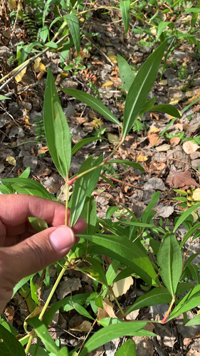 Polygonum divaricatum