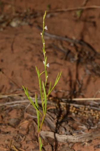 Polygonum douglasii (Douglas Knotweed) — photo