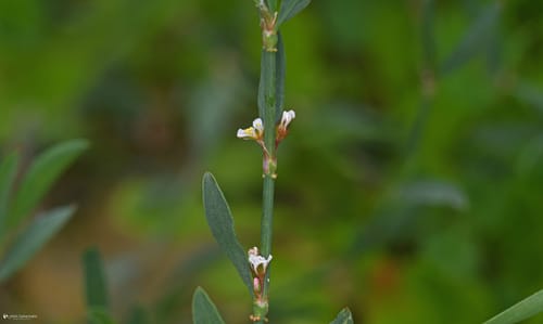 Polygonum equisetiforme (Gudhabah) — photo