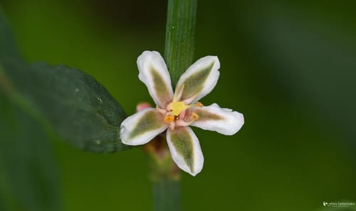 Polygonum equisetiforme (Gudhabah) — photo