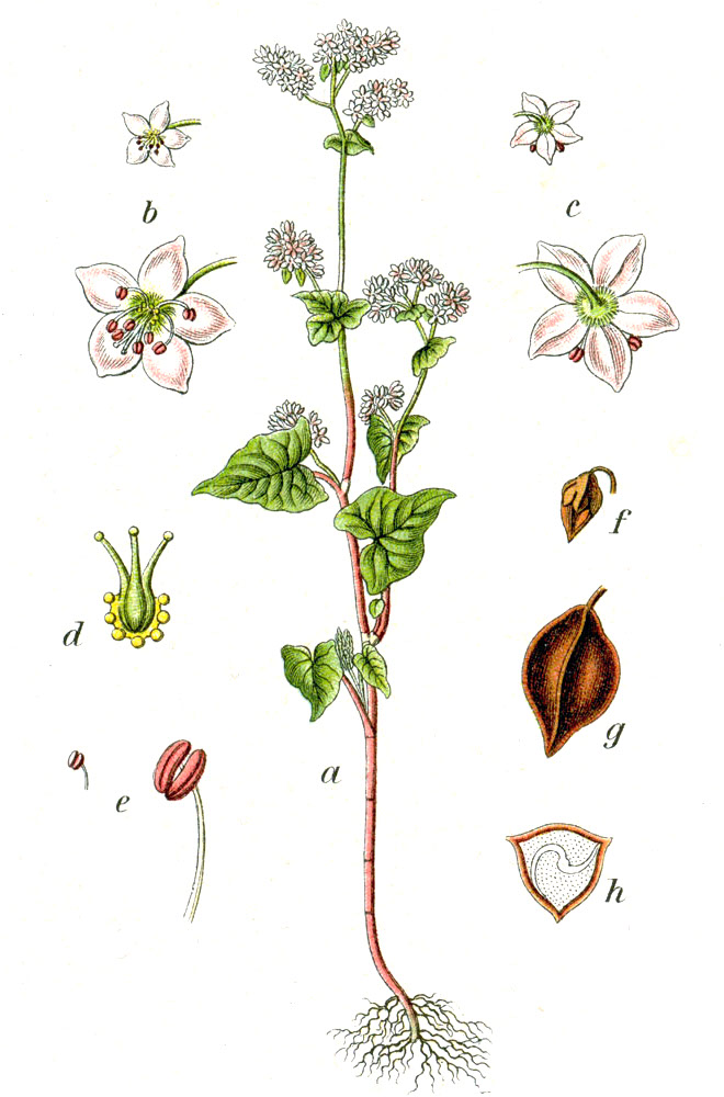 Polygonum esculentum — photo