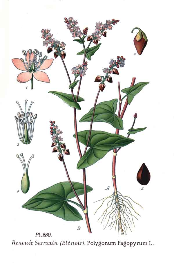 Polygonum esculentum