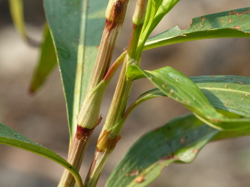 Polygonum glabrum (Denseflower knotweed) — photo