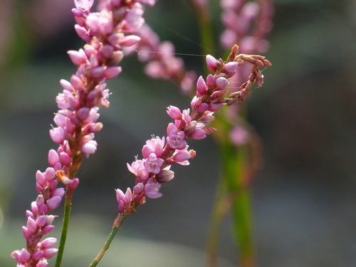 Polygonum glabrum (Denseflower knotweed) — photo