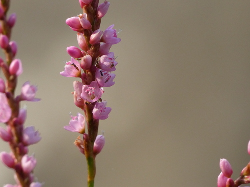 Polygonum glabrum