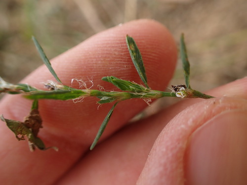 Polygonum heterophyllum — photo