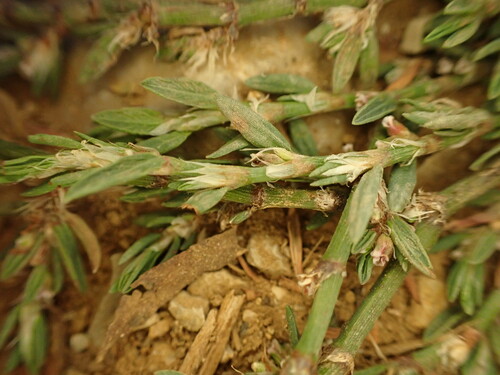 Polygonum heterophyllum — photo
