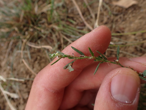 Polygonum heterophyllum