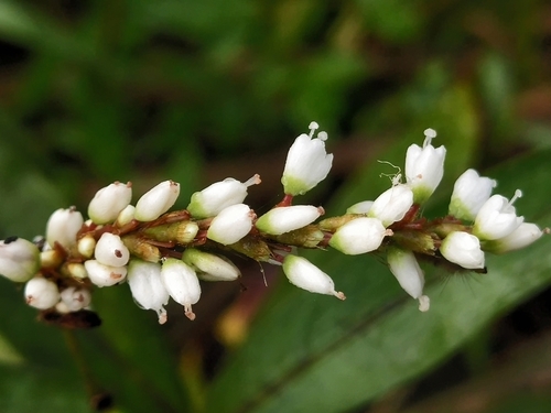 Polygonum japonicum (Japanese knotweed) — photo