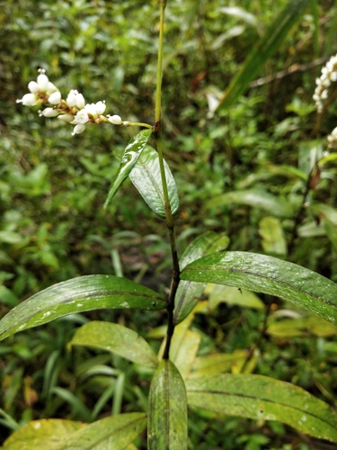 Polygonum japonicum (Japanese knotweed) — photo