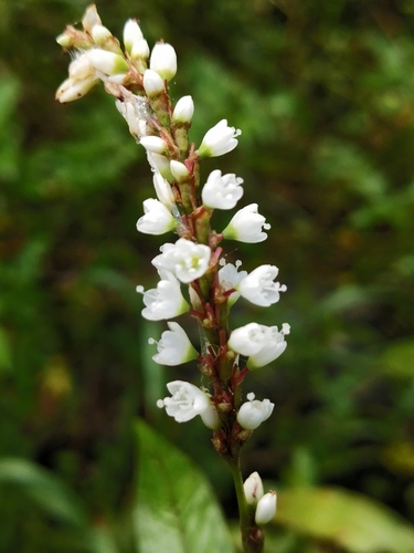 Polygonum japonicum