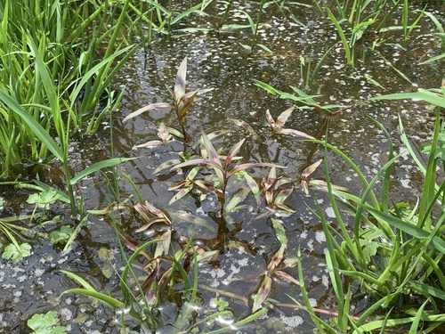 Polygonum kawagoeanum — photo
