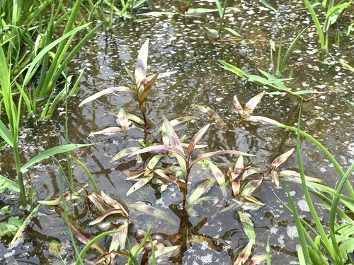 Polygonum kawagoeanum — photo