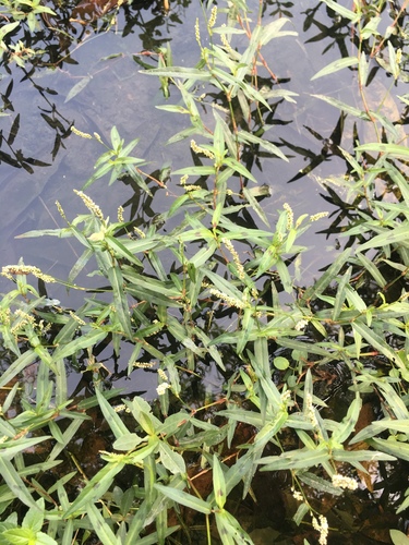 Polygonum kawagoeanum