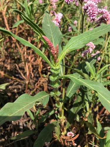 Polygonum limbatum (Mangalleta) — photo