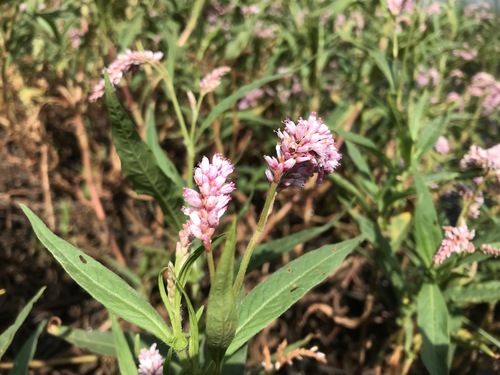 Polygonum limbatum (Mangalleta) — photo