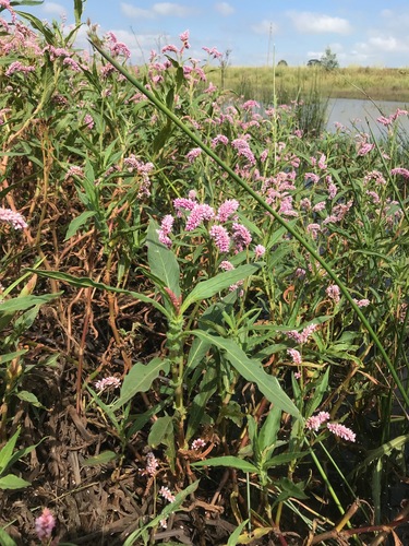 Polygonum limbatum