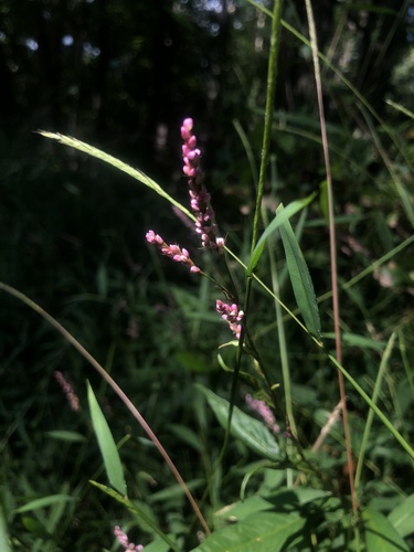 Polygonum longisetum — photo