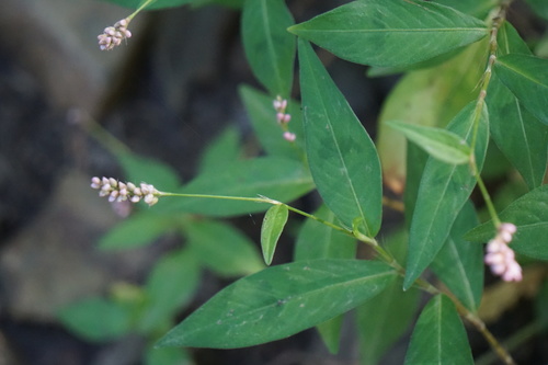 Polygonum longisetum