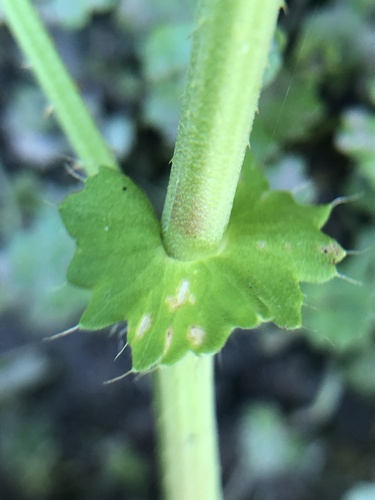 Polygonum maackianum — photo