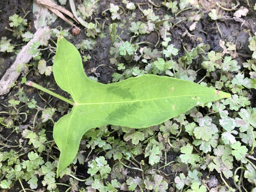 Polygonum maackianum — photo