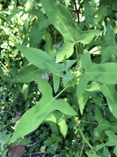 Polygonum maackianum