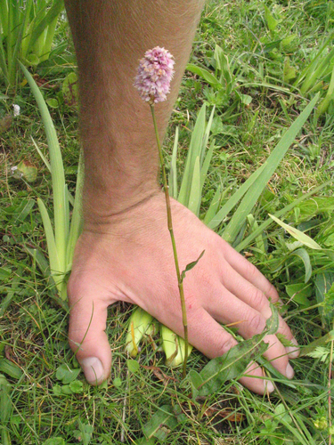 Polygonum macrophyllum — photo